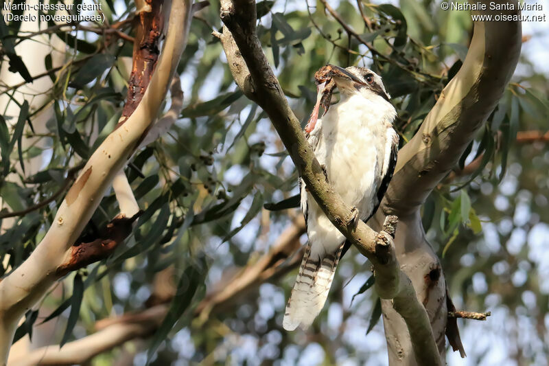 Martin-chasseur géantadulte, identification, régime