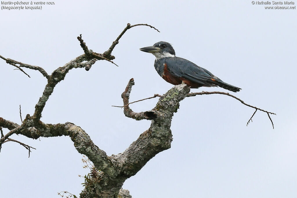 Ringed Kingfisher