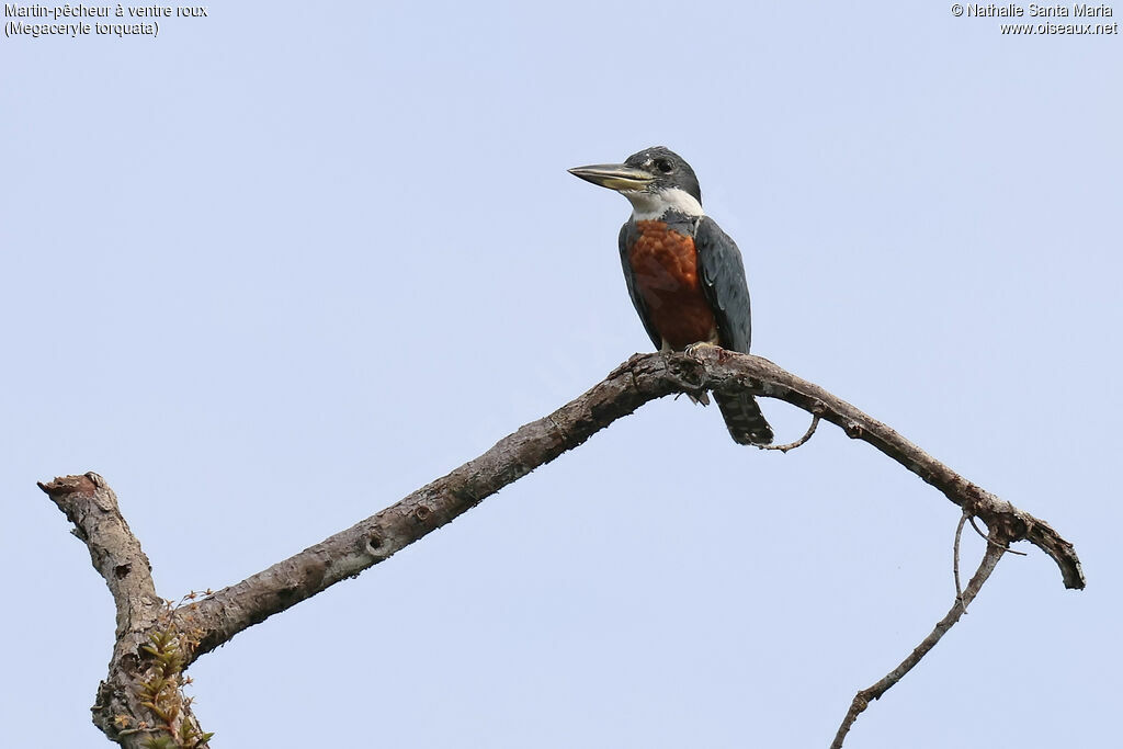 Ringed Kingfisher