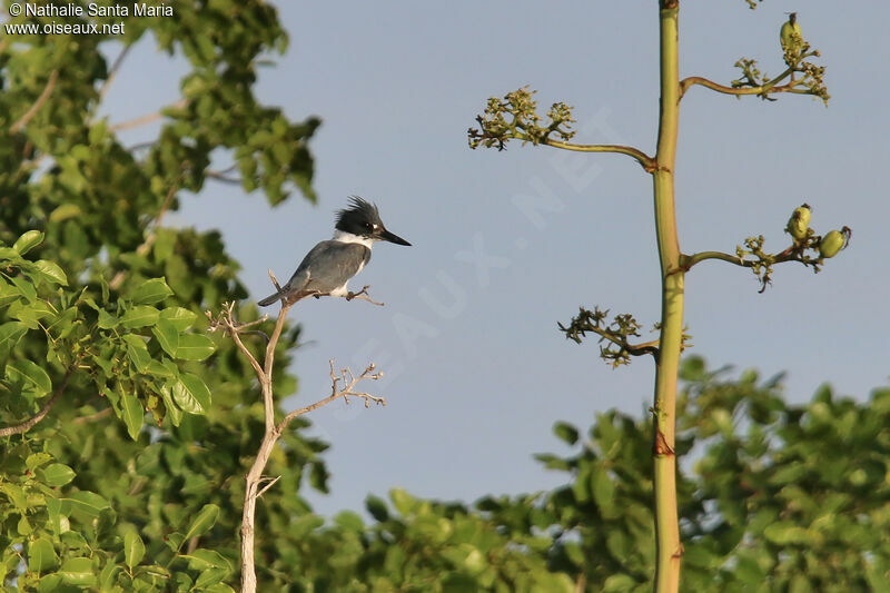 Martin-pêcheur d'Amérique mâle adulte, identification