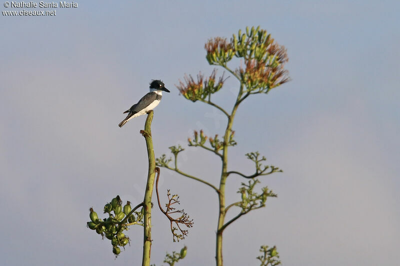 Belted Kingfisher male adult, identification