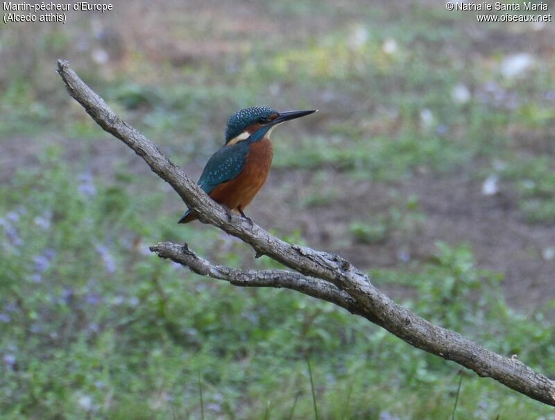 Common Kingfisher male adult