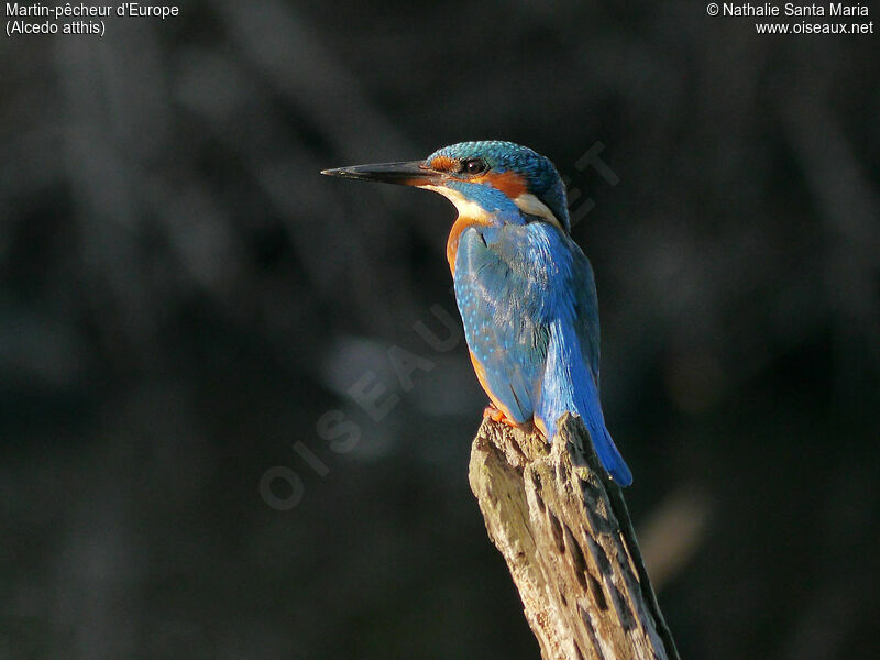 Martin-pêcheur d'Europe femelle adulte, identification