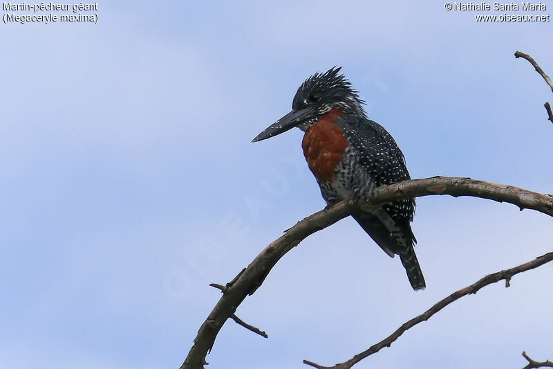 Martin-pêcheur géant mâle adulte, identification