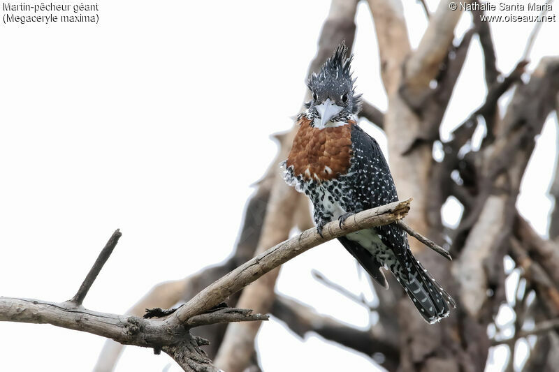 Giant Kingfisher male adult, identification, habitat