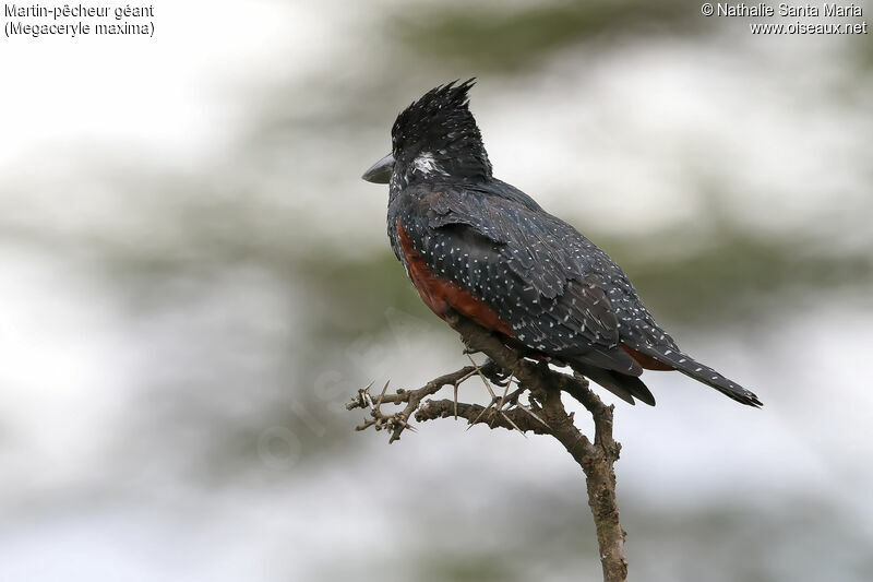 Giant Kingfisher male adult, identification