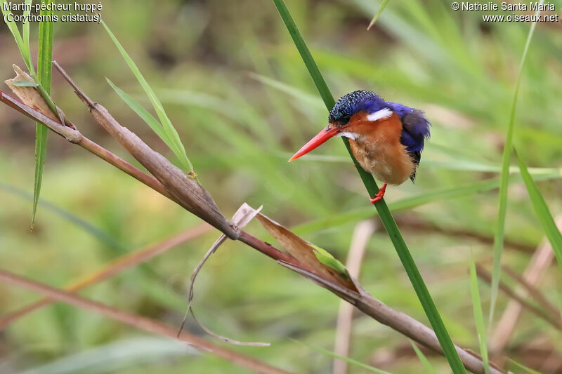 Malachite Kingfisheradult, identification, habitat, fishing/hunting