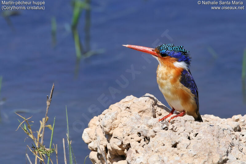 Martin-pêcheur huppéadulte, identification, habitat