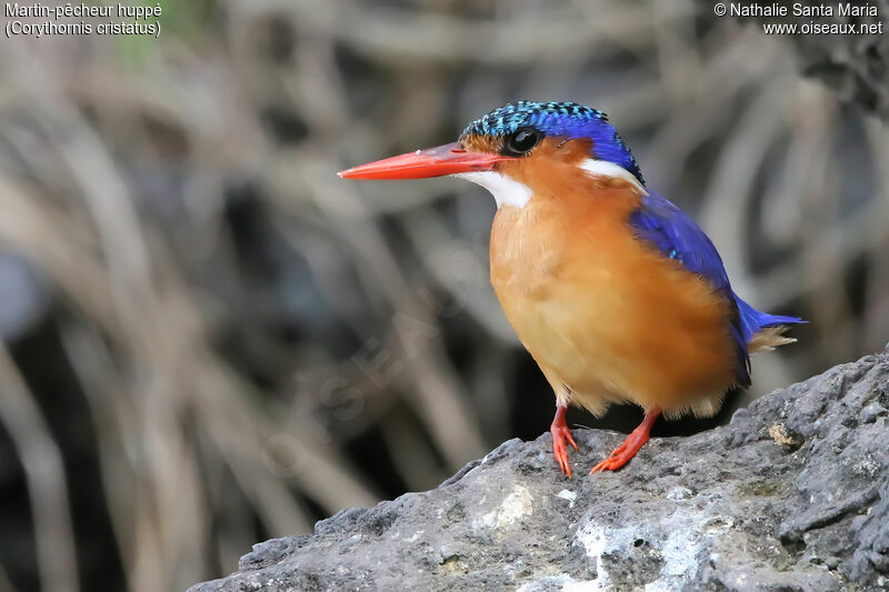 Martin-pêcheur huppéadulte, identification, habitat