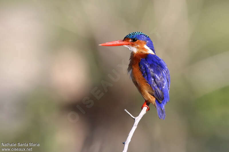 Malachite Kingfisheradult, identification