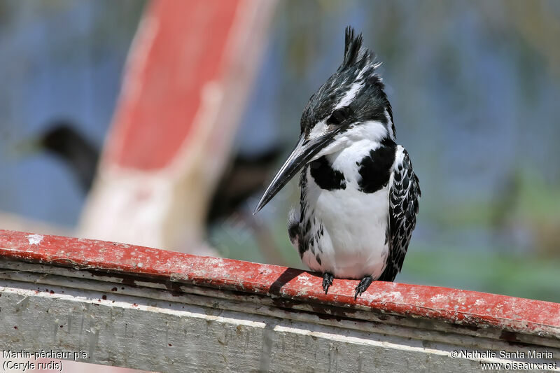 Pied Kingfisher female adult, identification