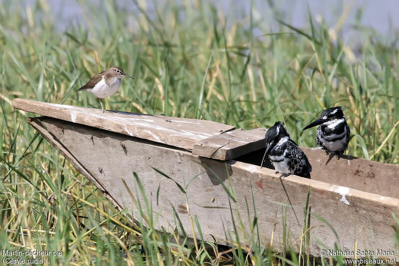 Martin-pêcheur pie mâle adulte, identification, habitat