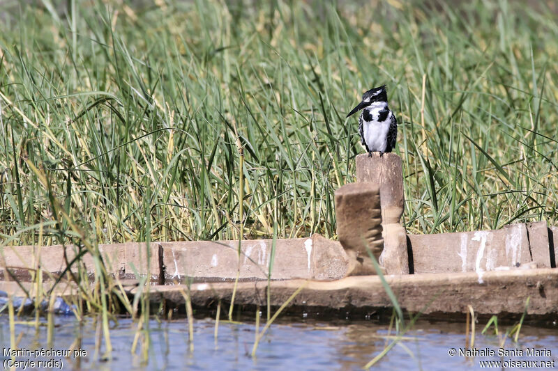 Martin-pêcheur pie femelle adulte, identification, habitat