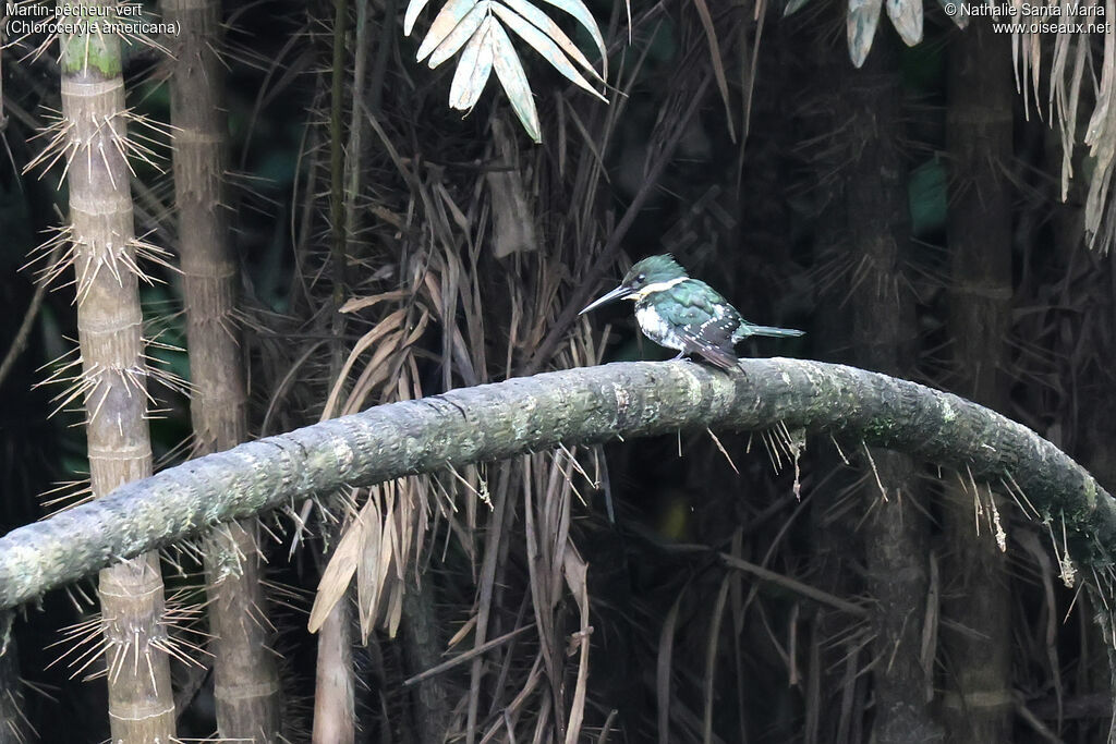 Green Kingfisher