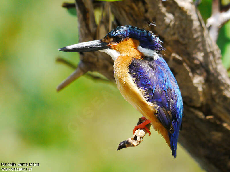 Malagasy Kingfisheradult, identification