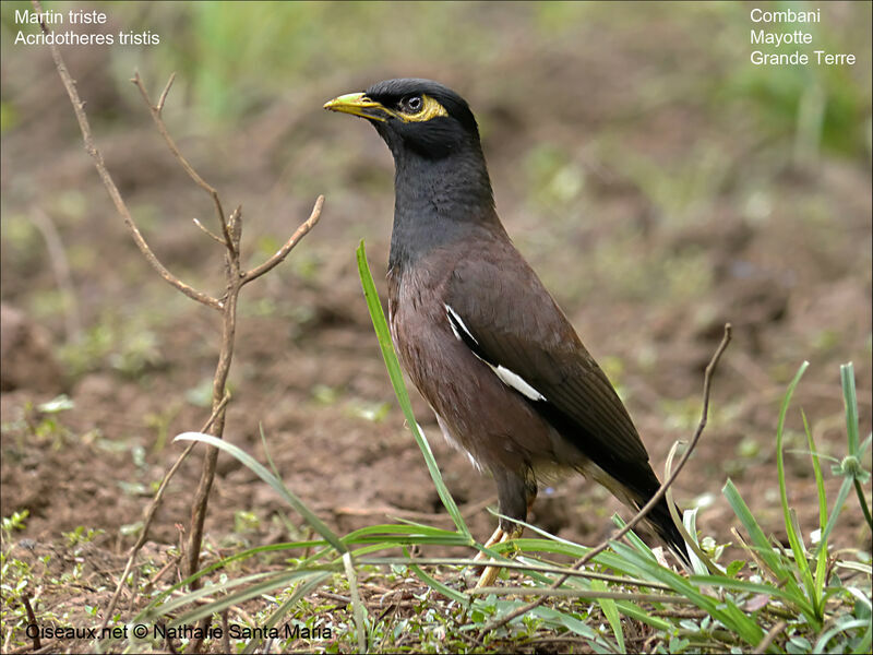 Common Mynaadult, Behaviour