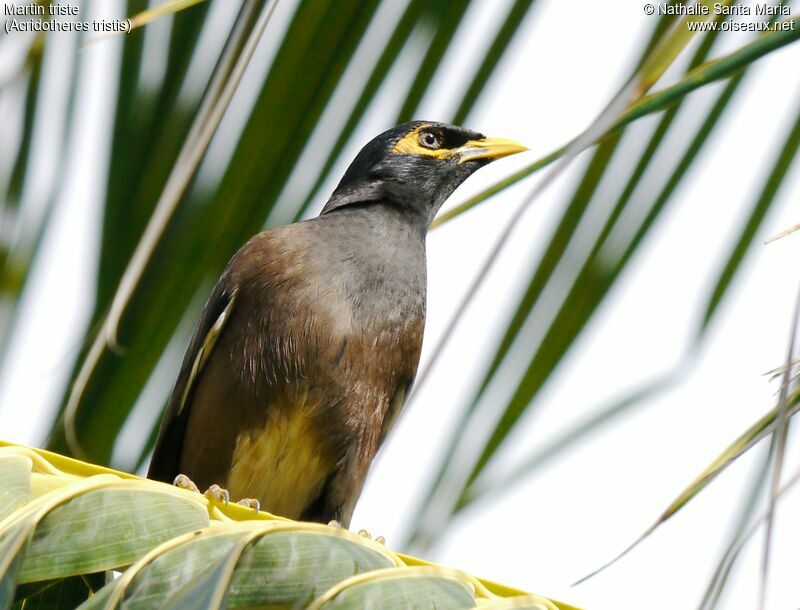 Common Mynaadult