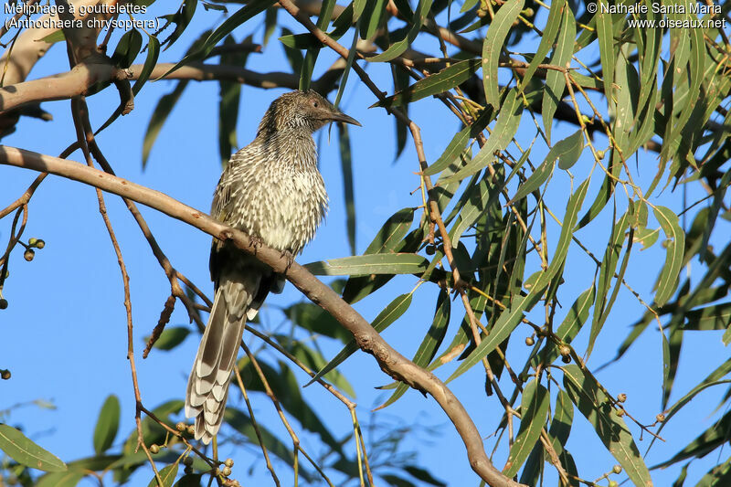 Little Wattlebirdadult, identification