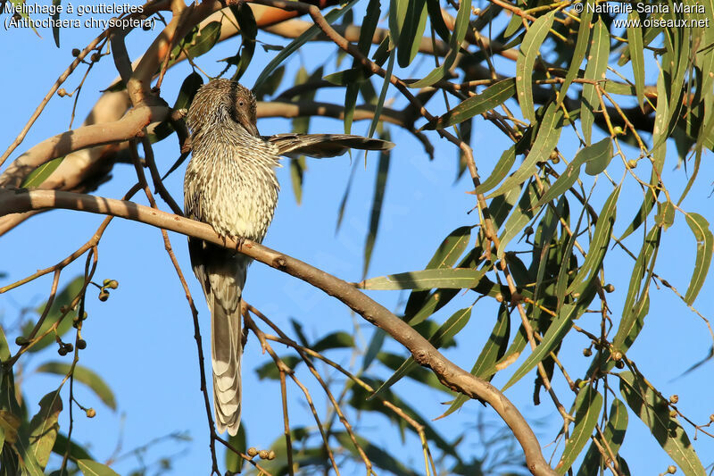 Little Wattlebirdadult, identification