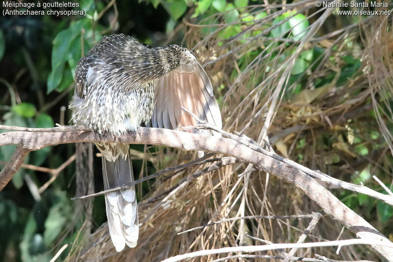 Méliphage à gouttelettesadulte, habitat, soins