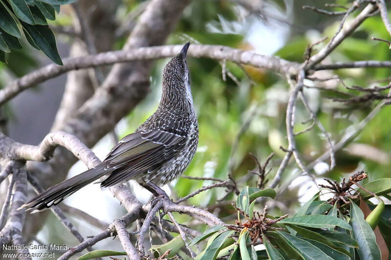 Little Wattlebirdadult