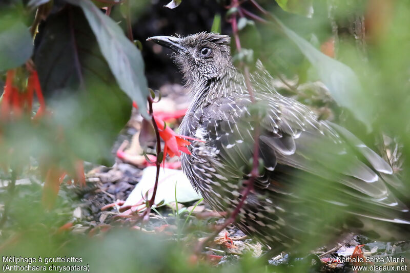 Little Wattlebirdimmature, camouflage