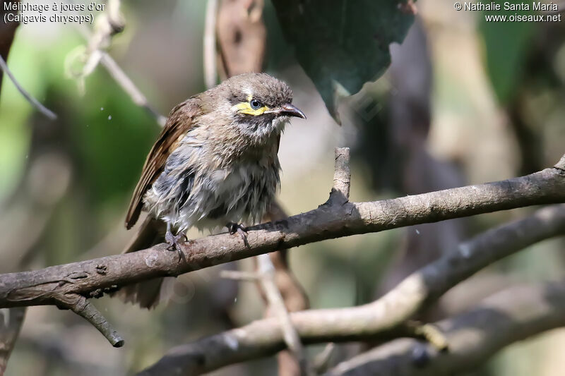 Yellow-faced Honeyeateradult, identification