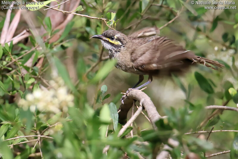 Yellow-faced Honeyeateradult, identification