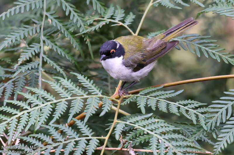 White-naped Honeyeateradult, habitat