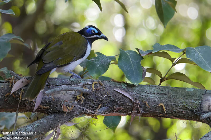 Blue-faced Honeyeater male adult breeding