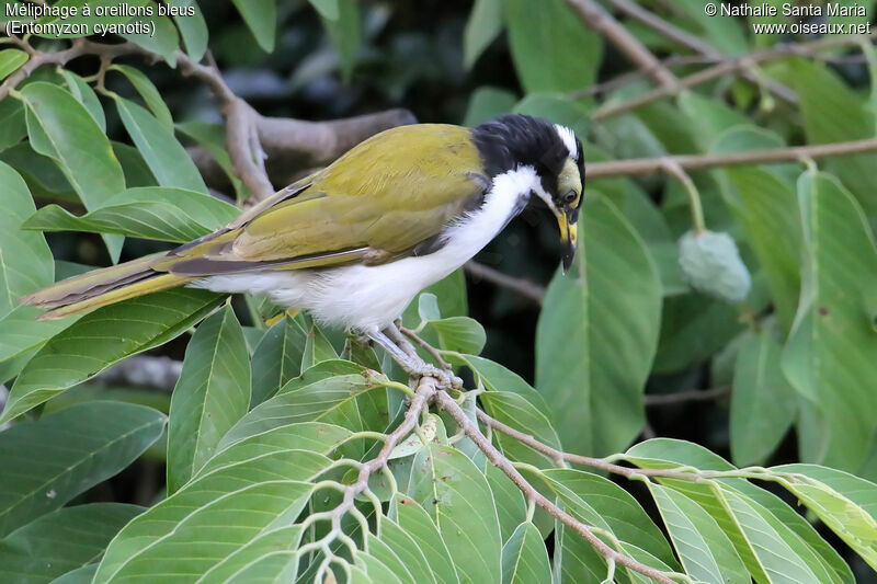 Blue-faced Honeyeater female adult, identification