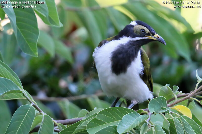 Blue-faced Honeyeater female adult, identification