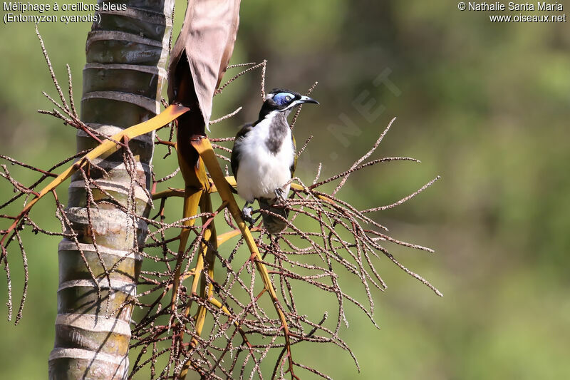 Blue-faced Honeyeater male adult breeding, habitat