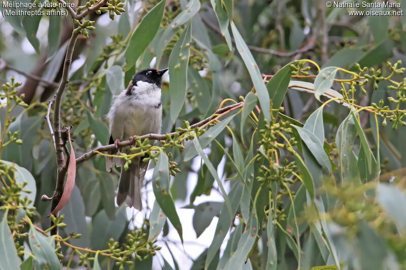 Black-headed Honeyeateradult, identification