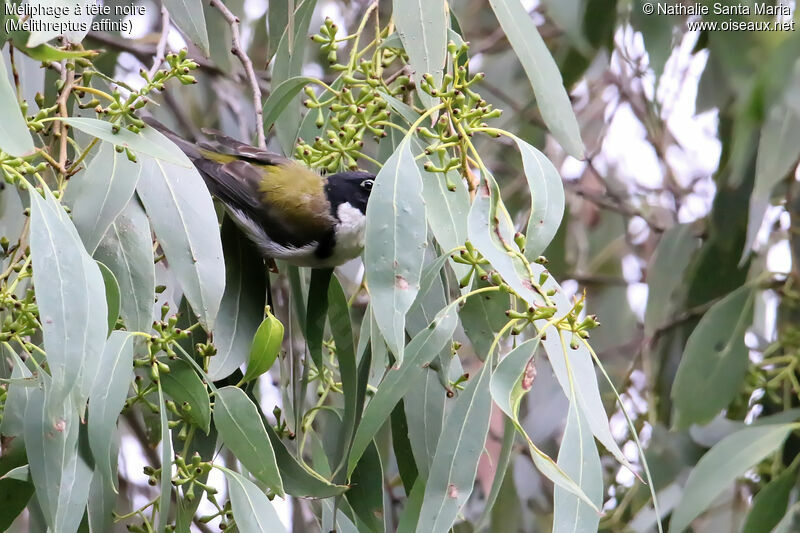 Black-headed Honeyeateradult, habitat