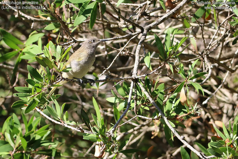 Méliphage brunâtre mâle adulte nuptial, identification