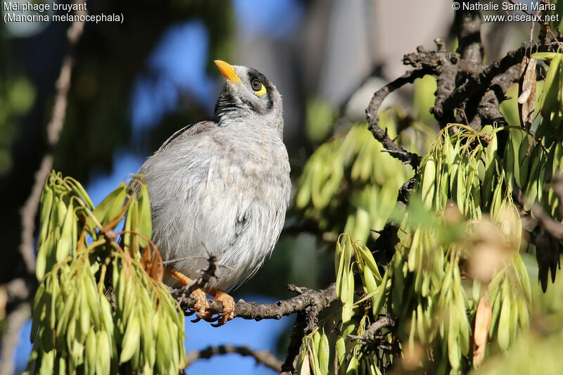 Noisy Mineradult, identification