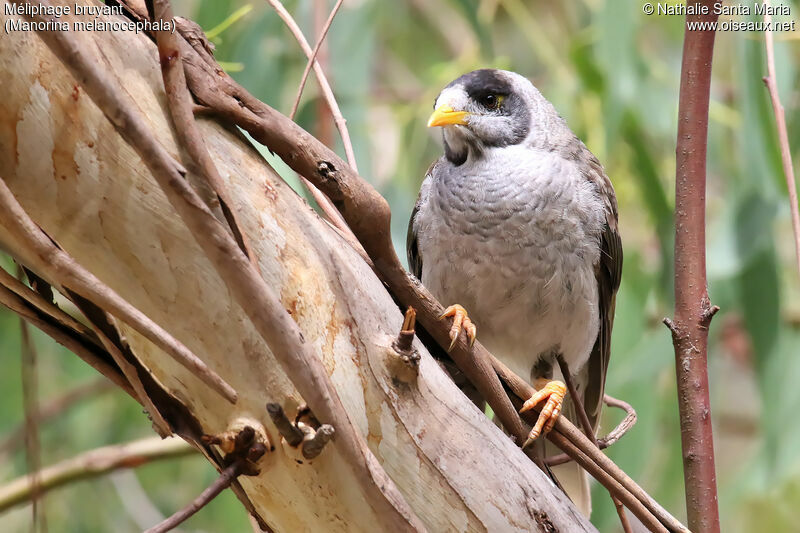 Noisy Mineradult, identification