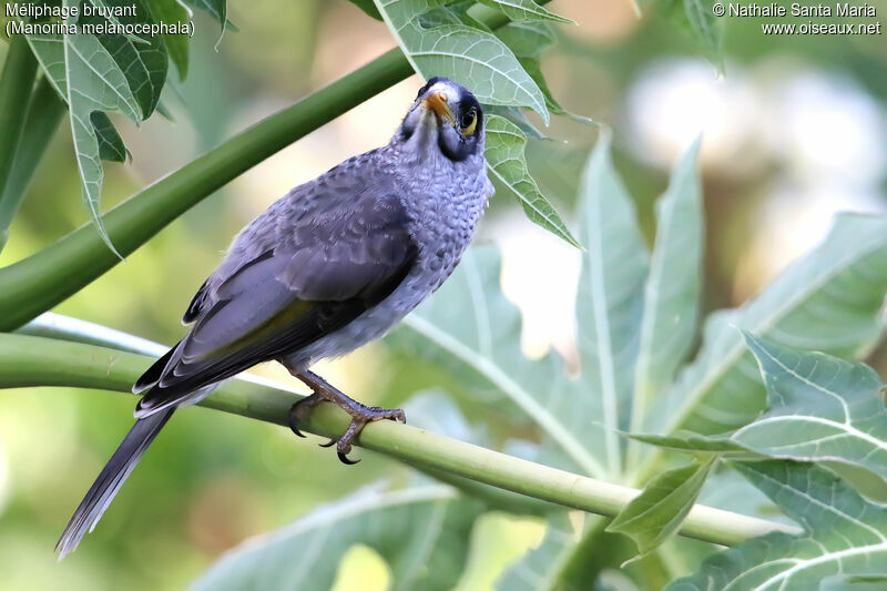 Noisy Mineradult, identification