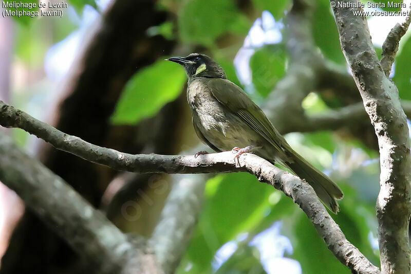 Lewin's Honeyeateradult breeding, identification