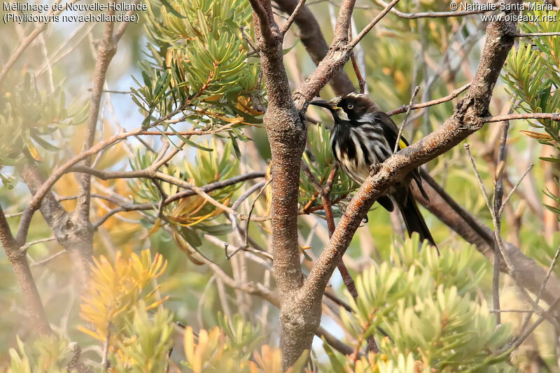 New Holland Honeyeateradult, habitat