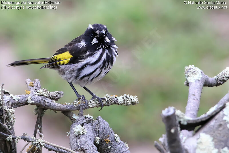 New Holland Honeyeateradult, identification