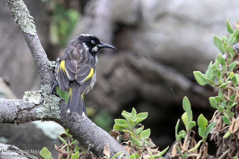 New Holland Honeyeateradult