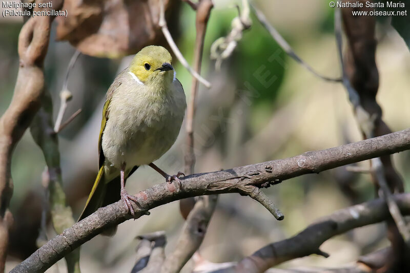 White-plumed Honeyeateradult breeding, identification