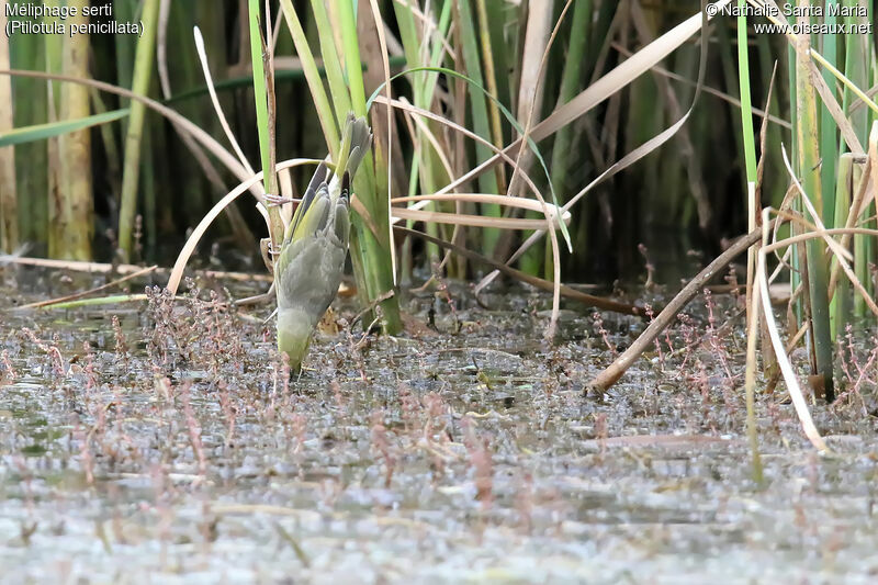 White-plumed Honeyeateradult, drinks