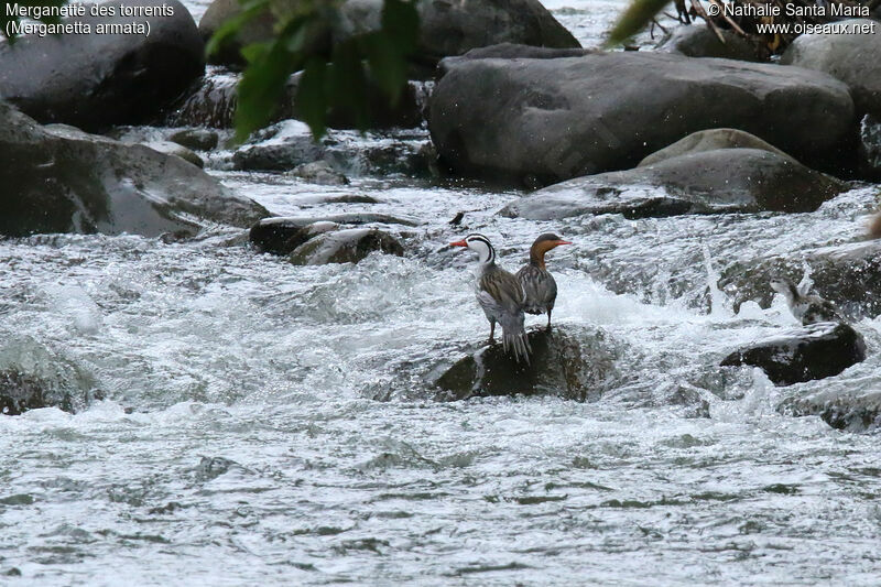 Torrent Duckadult, habitat