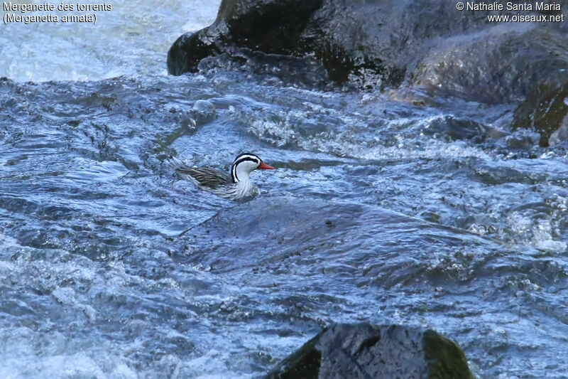 Torrent Duck male adult, identification, swimming