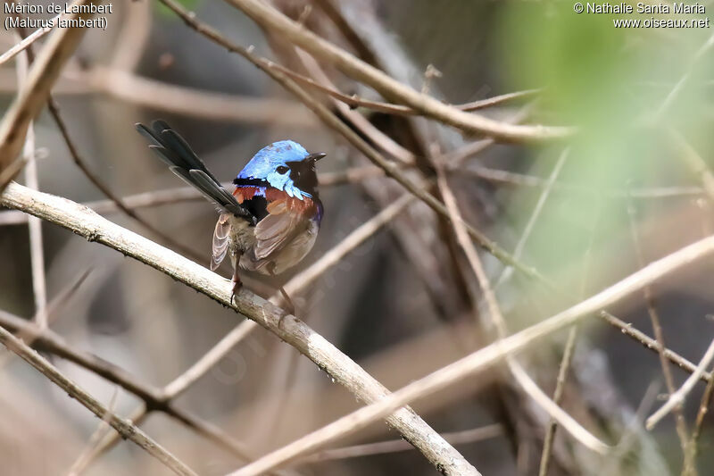 Variegated Fairywren male adult breeding, identification