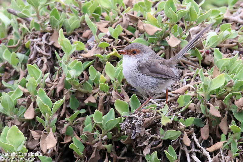 Mérion superbe femelle adulte, identification