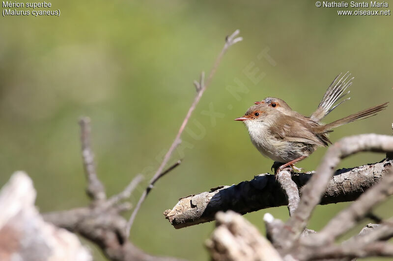 Superb Fairywrenjuvenile, identification